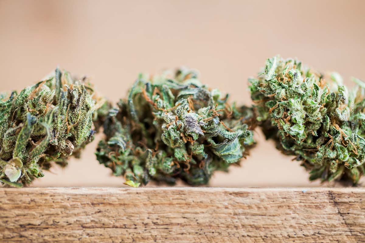 Cannabis Sorte Blute Bud Blute Tisch Shop Thc Aroma Sortenauswahl