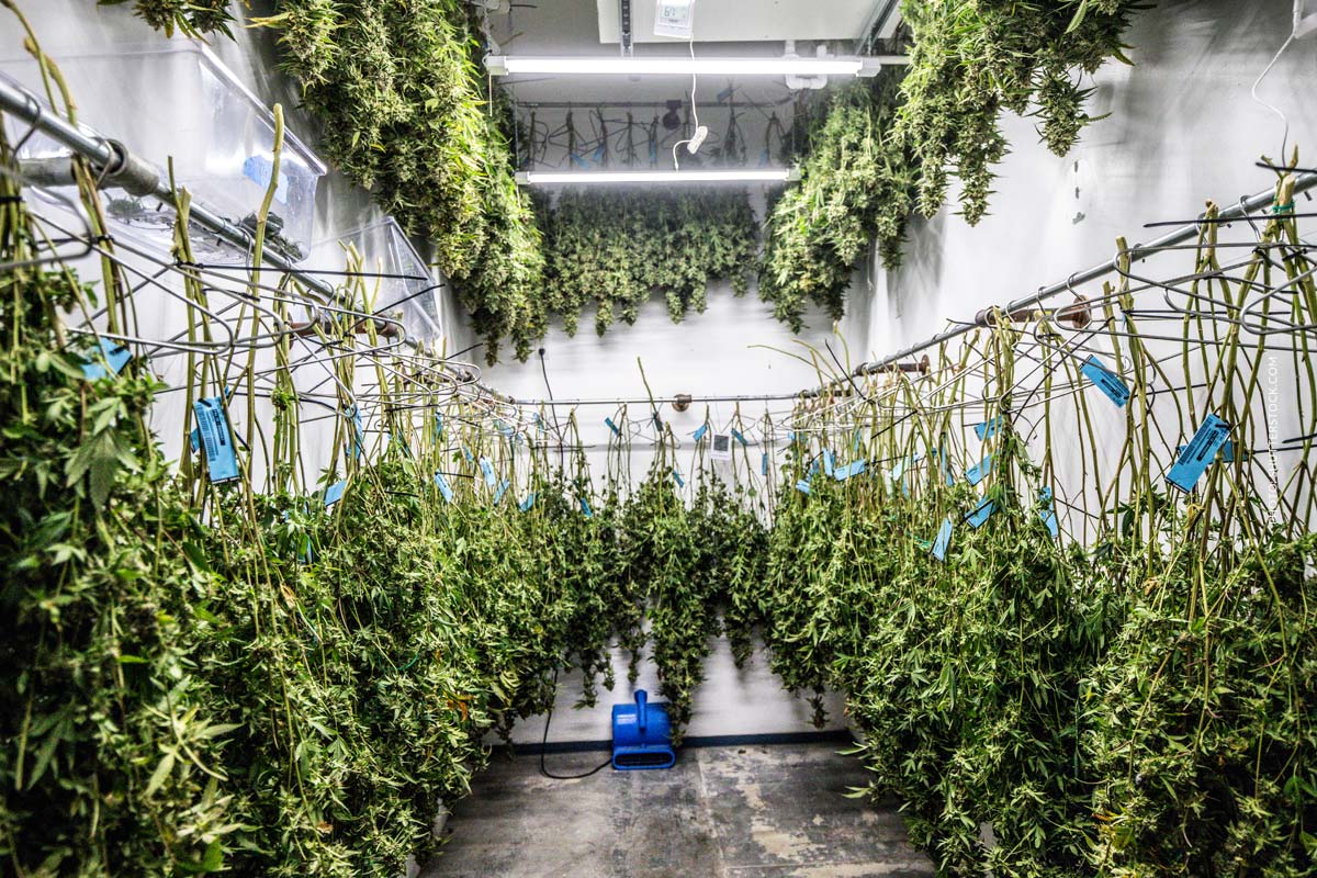 Cannabis Anbau Blütephase 4/9: Licht, Zeit & Temperatur