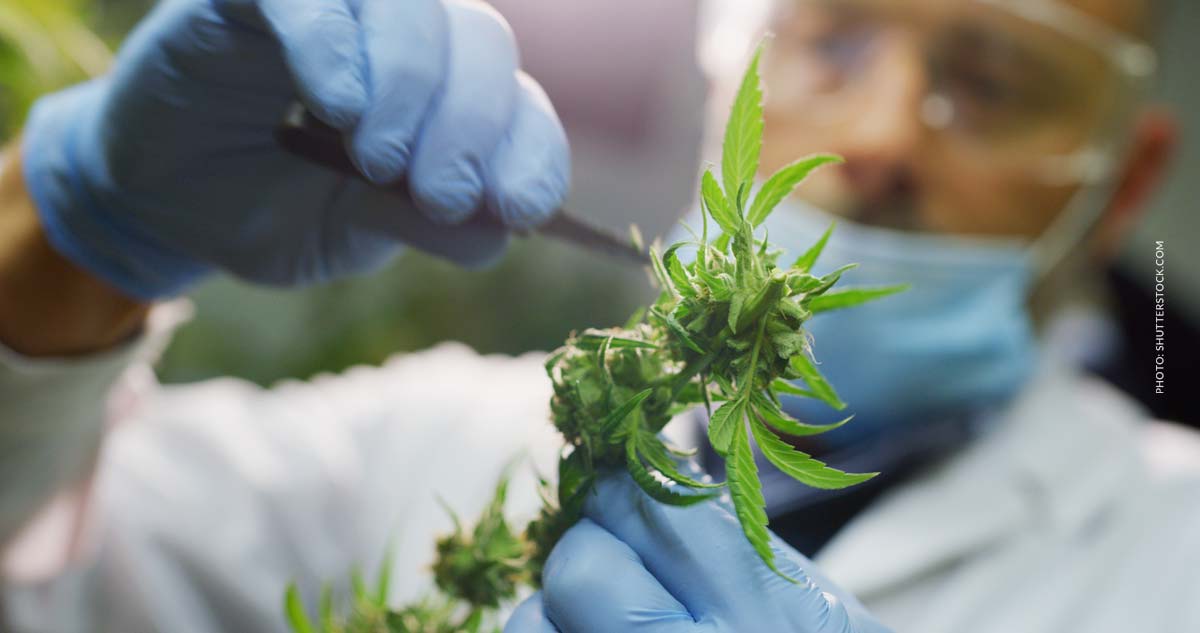 Cannabis und Panikattacke: Angst, Behandlung, Erfahrungen & Selbsthilfe