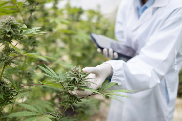 Cannabis erste Einnahme: Anfang, Effekte & Sicherheit