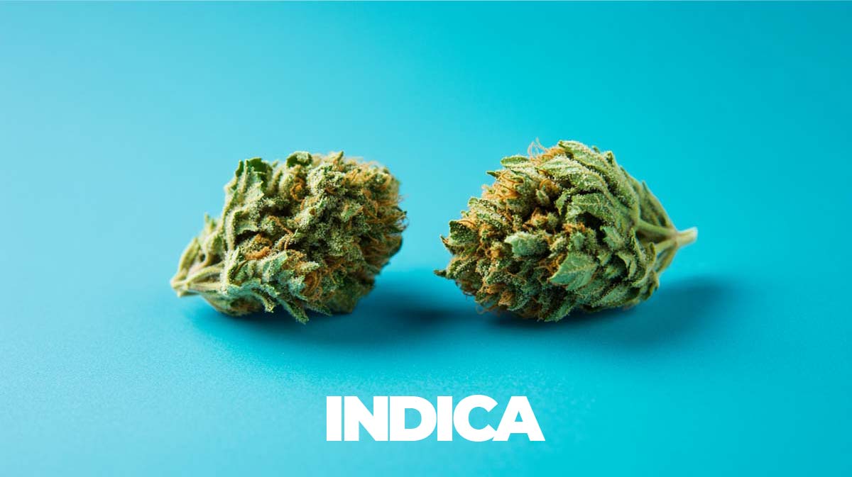 Cannabis und Nieren: Gesundheit, Risiken & Behandlung