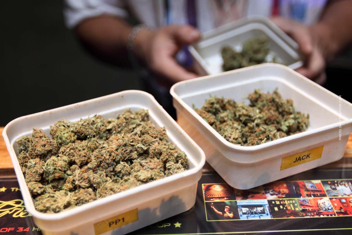 Schulz OG: Sorte, Aroma & THC Gehalt