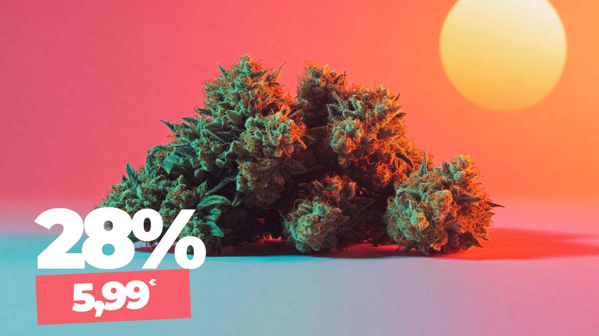 Cannabis Prag: Rechtslage, Konsum & Freizeit