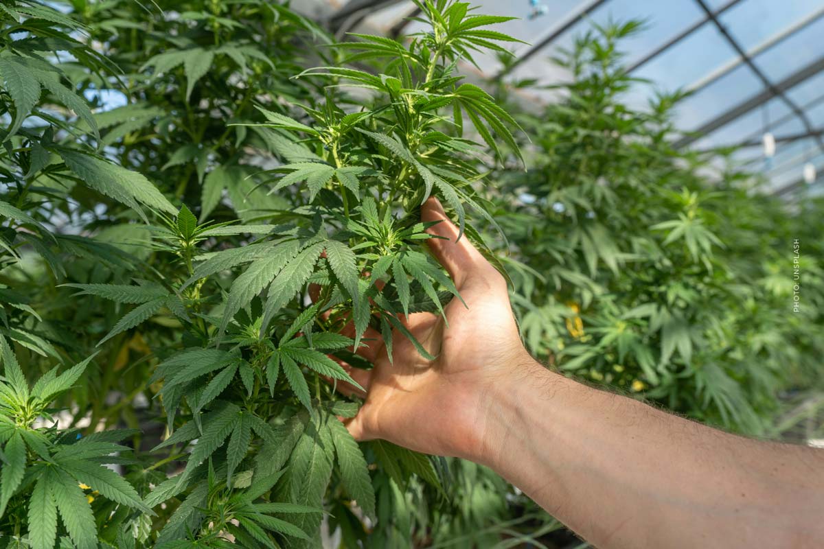 THC Getränke: Wirkung, Genuss & Rechtliches