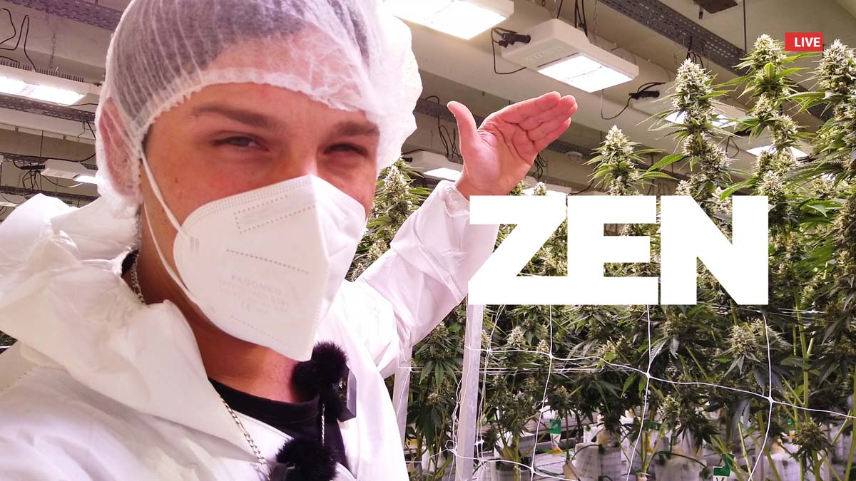 Weedland Cannabis Plantage: „Die krasseste Growanlage, die ich je gesehen habe“ – Gorilla Zkittlez Erntezeit