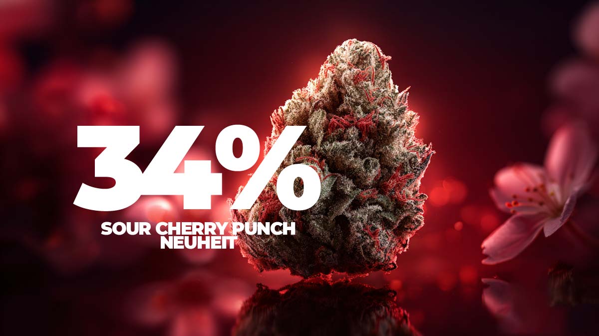 Sour Banana Sherbet: Sorte, Wirkung & THC Gehalt