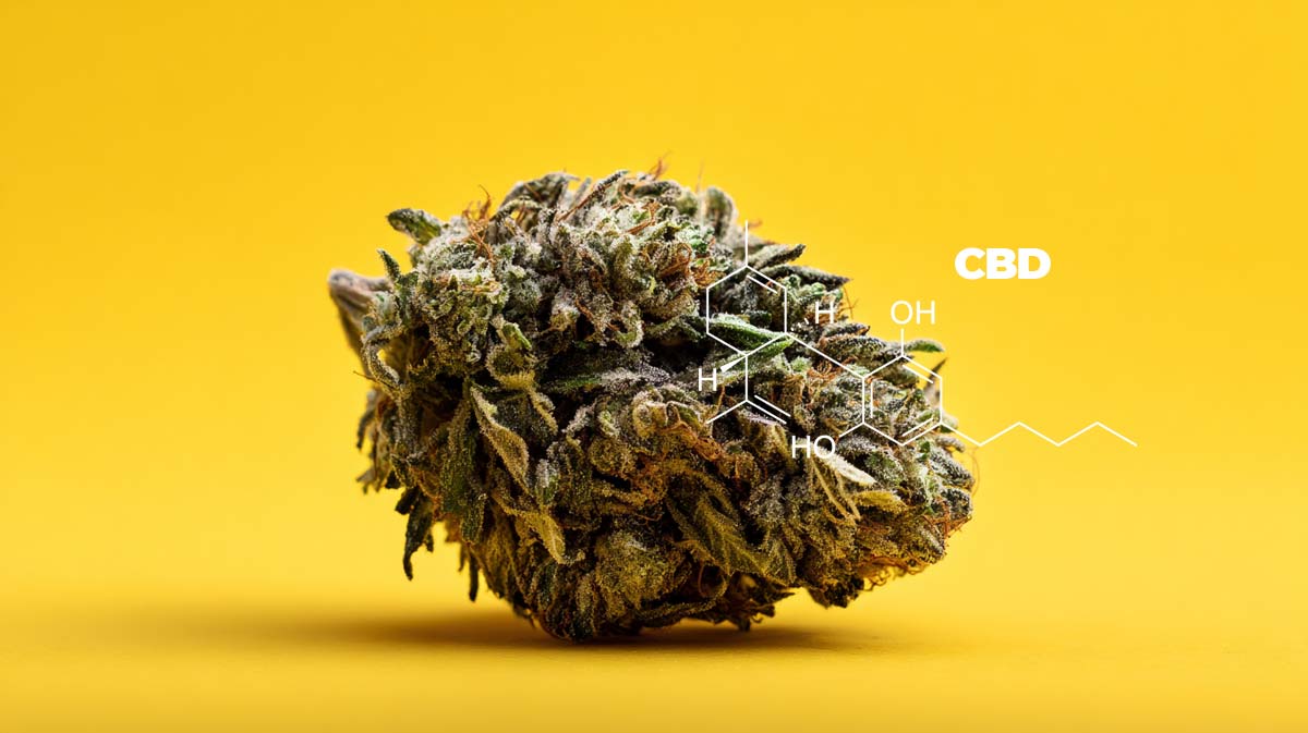 Bedrocan Bedrocan Cannabis: Anwendung, Therapie & Qualität