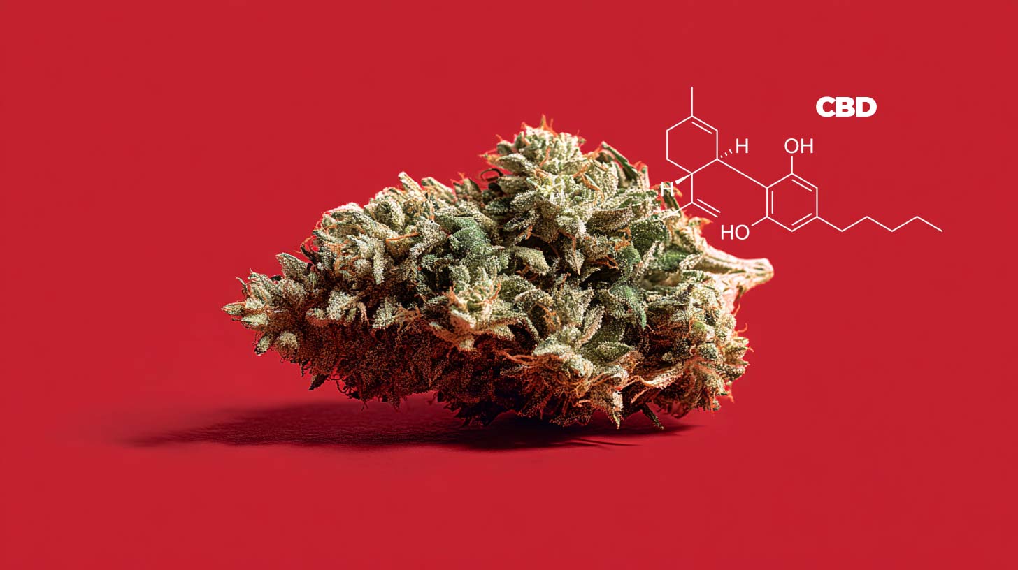 Cantourage Tropical Rntz Sorte: Sorte, Wirkung & THC Gehalt
