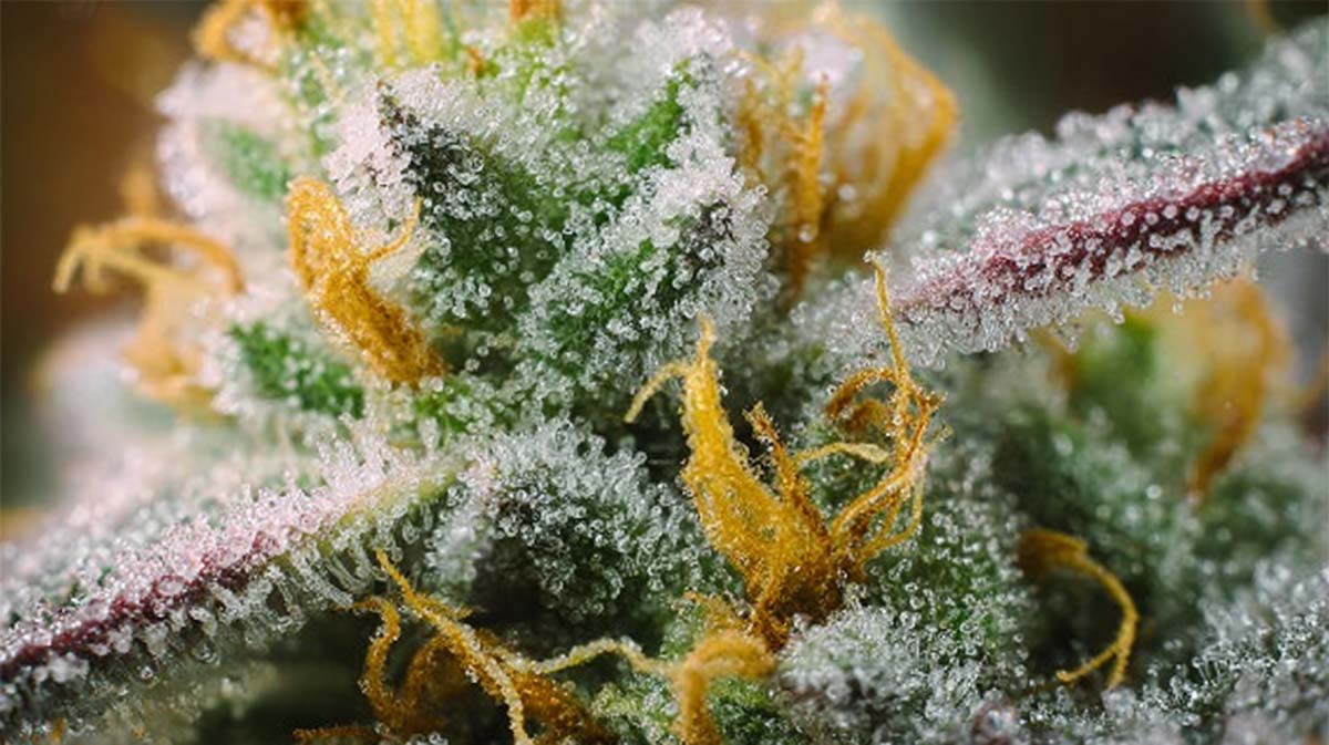 Menthol: Anwendung, Erfahrung, Nutzen & Nebenwirkungen