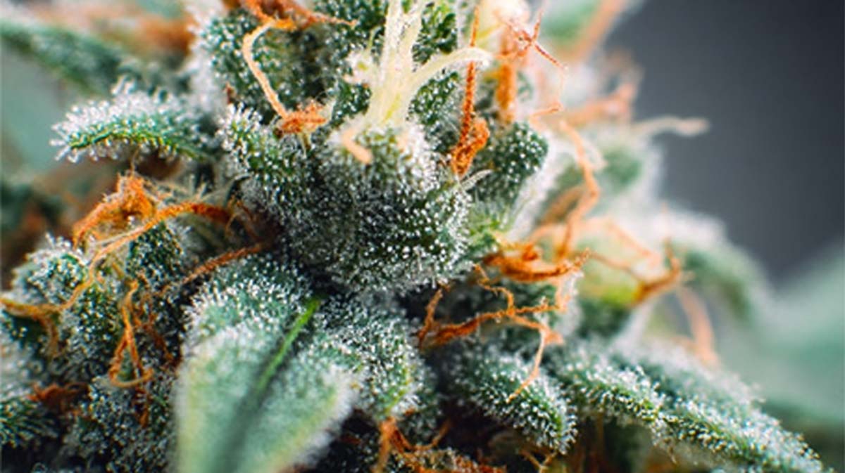 Δ8-THC Cannabis: Wirkung, Effekt, Blüten, Rezept & Shop – Delta-8-Tetrahydrocannabinol