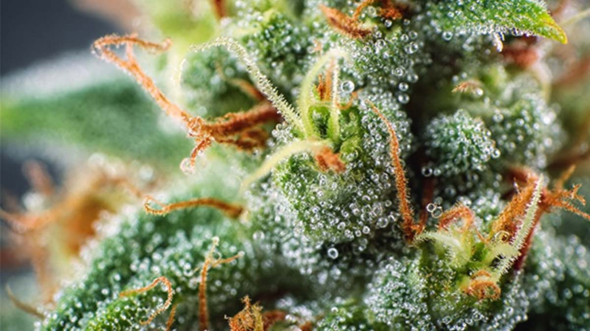 Ice Cream Cake: Sorte, Aroma, Wirkung & THC Gehalt
