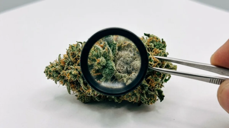 Cannabis und Jugendschutz: Risiken, Aufklärung & Grenzen